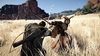 Игра Crimson Desert - Day One Edition для PS5 (Русские субтитры) вариант - 5